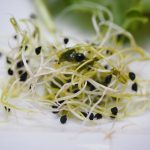The Advantages Of Organic Alfalfa Sprouting Seeds