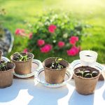How To Grow The Best Beans For Sprouting