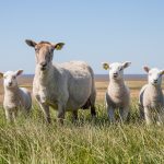 Australian White Sheep Embryos – All You Need To Know