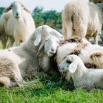 Breeding Australian Sheep: Understanding White Embryos