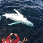 Explore the Majestic World of Whales Through Fraser Island’s Adventure Tours