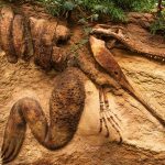 Fierce Fossil Finds: Discovering the World of Follett