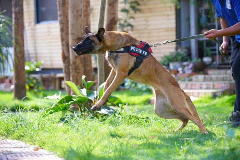 guard-dog-3494494_1280