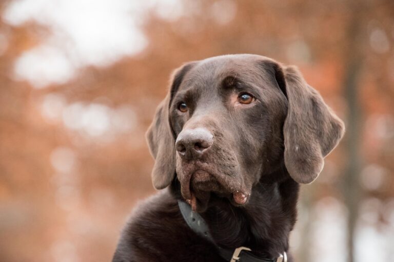labrador-5762115_1280