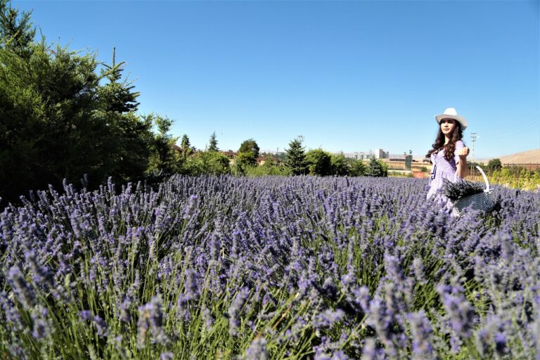 lavanta-5854767_1280