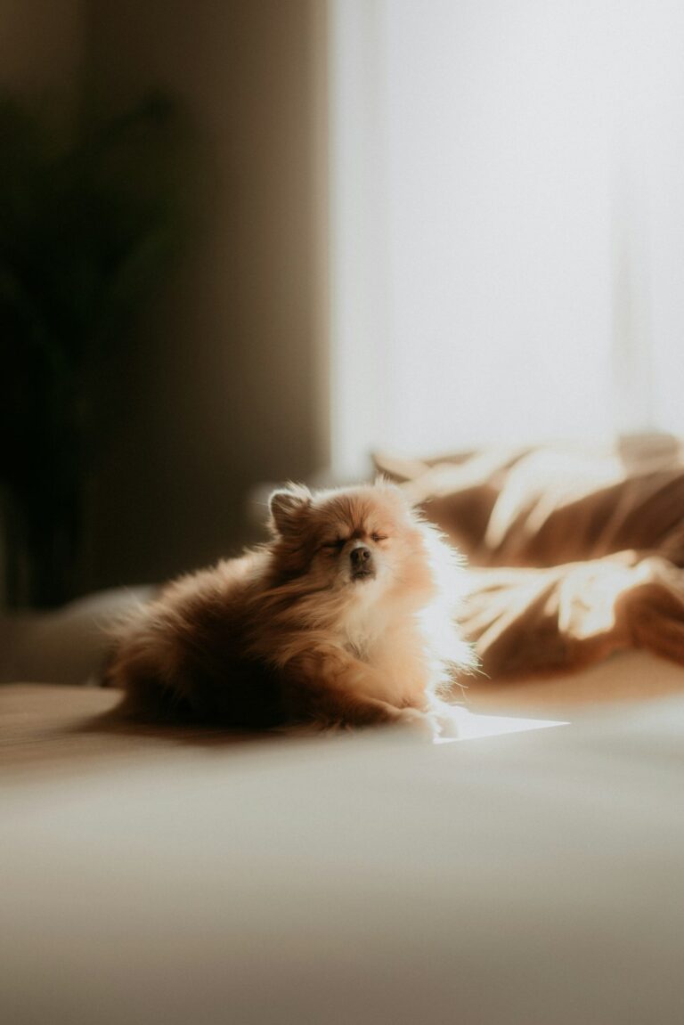 A fluffy dog relaxing in the sunlight
